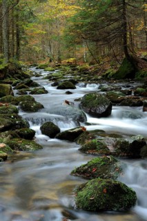 A picturesque stream flows through a forest with autumn leaves on the stones, Kleine Ohe, Bavarian