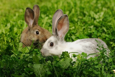 Two hares in the grass, one with conspicuous ears, domestic rabbit (Oryctolagus cuniculus forma