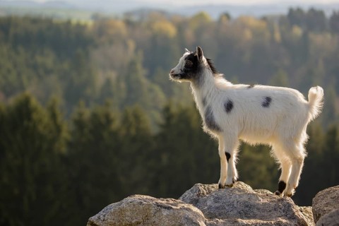 A young Pygmy goat, Capra hircus, stands on a rock. A forest is in the distant background