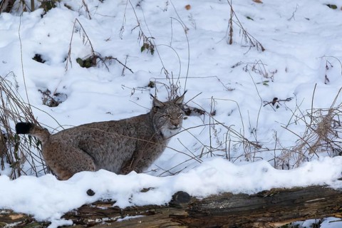 One Eurasian lynx, Lynx lynx, peeing in snow covered forest on hilly ground