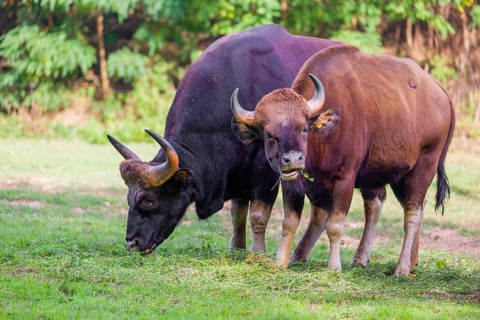 A male and a female Gaur (Bos gaurus gaurus) stand side by side on a green meadow, eating grass