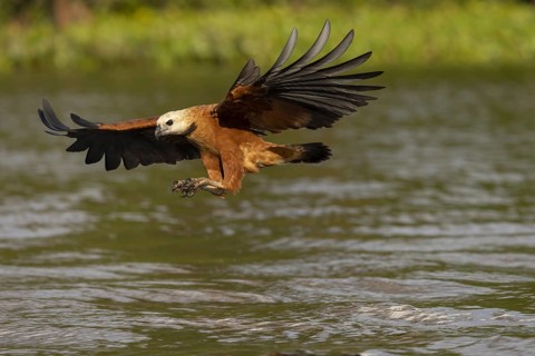 Fish hawk (Busarellus nigricollis), approaching prey, Pantanal, Brazil, South America