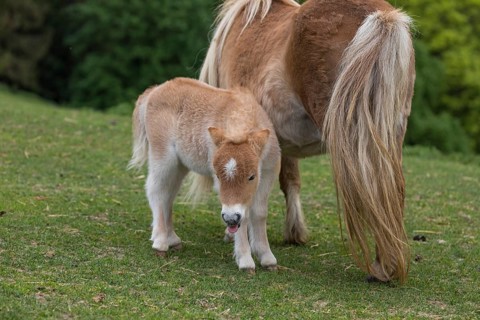 Falabella mare and foal, The Falabella (Equus ferus caballus) is the smallest horse at all