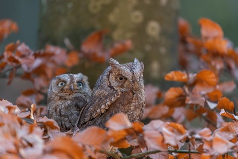 Two Eurasian scops owls (Otus scops)sitting on a twig of a beech tree, embedded in brown leafs