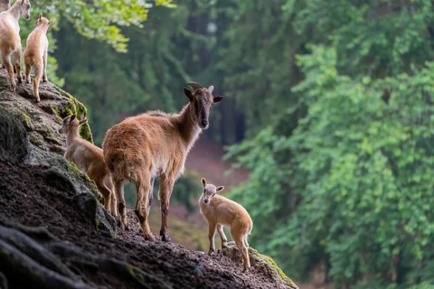 A female Himalayan tahr (Hemitragus jemlahicus) stands on a rock with a group of young. In the