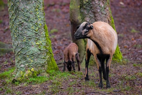 A female Cameroon or Cameroon Dwarf sheep, Ovis gmelini aries, and its lamb stand on a forest edge