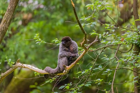 A common woolly monkey, brown woolly monkey, or Humboldt's woolly monkey (Lagothrix lagothricha)