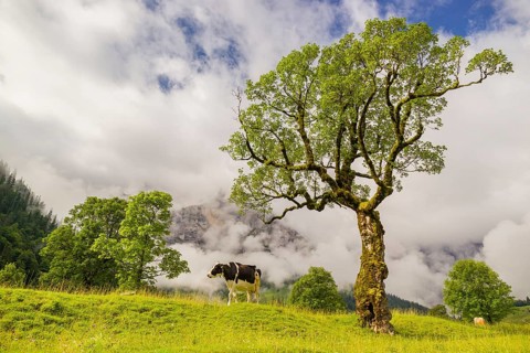 A cow stands under a Sycamore maple tree, Acer pseudoplatanus, in summertime. Mountains in the