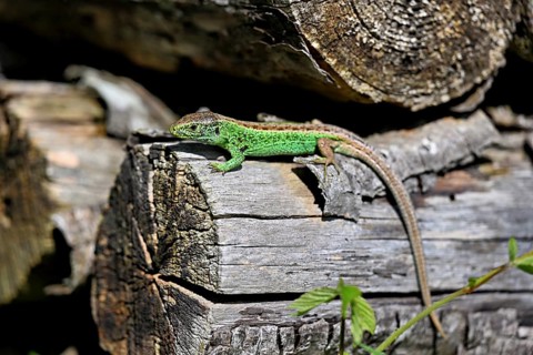 Sand lizard (Lacerta agilis), male in mating plumage, on woodpile, Switzerland, Europe
