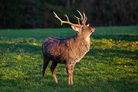 One Dybowski stag (Cervus nippon hortulorum) stands on a green meadow at sunrise and shows flehmen