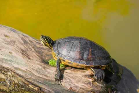 A yellow-bellied slider (Trachemys scripta) rests on a rotting log lying in the water of a pond