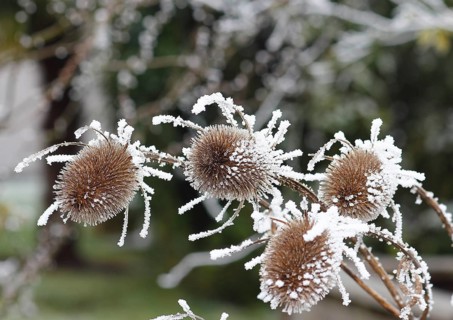 Wild teasel (Dipsacus fullonum), dried inflorescences with hoarfrost, North Rhine-Westphalia,