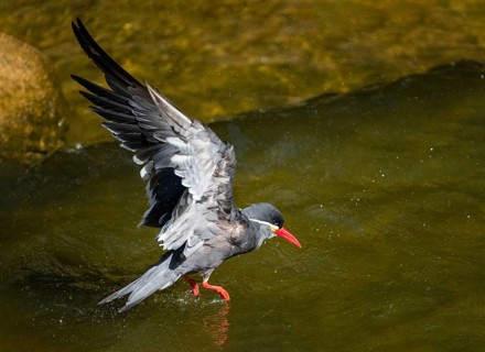 Inca Tern (Larosterna inca), adult bird in flight, bathing in a pool, flapping its wings, captive,
