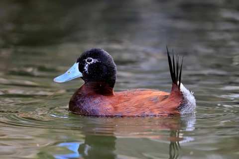 Band-tailed Duck, Lake Duck (Oxyura vittata), male, swimming, water, South America