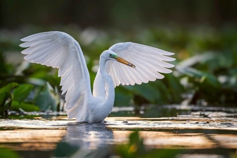 Great White Egret (Ardea alba) Winter visitor, migratory bird, resting bird, foraging, with fish as
