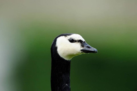 Lateral portrait of a black and white goose in a natural setting, Barnacle goose (Branta