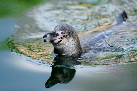 A penguin swims calmly on the water with soft reflections on the surface, Humboldt Penguin