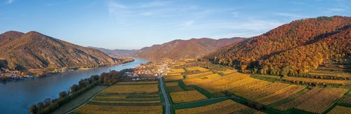 Vineyards in autumn near Hofarnsdorf, Wachau, Lower Austria, Austria, Europe