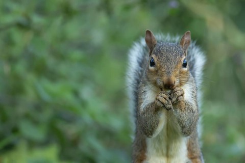 Grey squirrel (Sciurus carolinensis) adult animal feeding on a Hazel tree nut in the autumn,