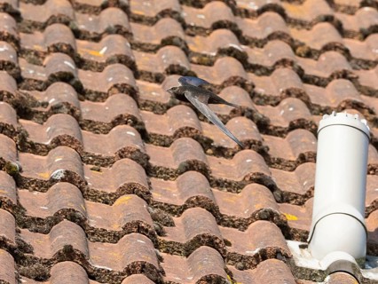 Common swift (Apus apus), adult bird in flight above house roof, Hesse, Germany, Europe