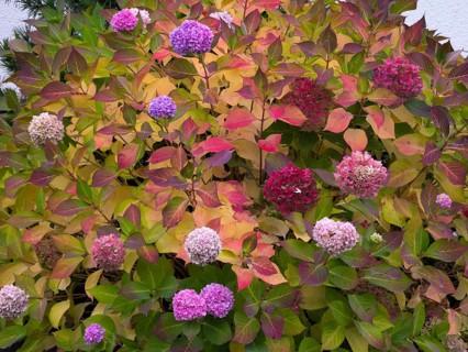 Hydrangea (Hydrangea), or Hortensia, bush in a garden, with flowers and autumn color, Hesse,