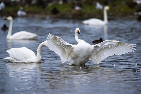 Tundra Swan, Bewick's Swan, Cygnus columbianus at winter in Slimbridge, England, United Kingdom,