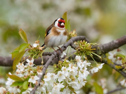 European Goldfinch (Carduelis carduelis) adult bird, perched on a flowering cherry branch, Hesse,