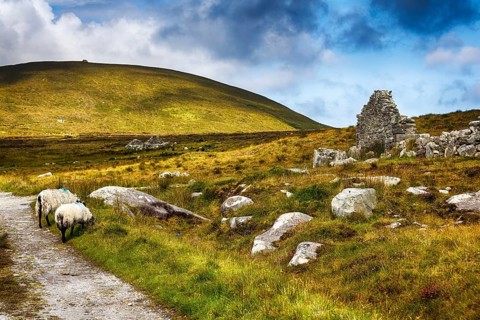 Sheep grazing in front of a ruined stone house in a meadow, footpath through an abandoned village,