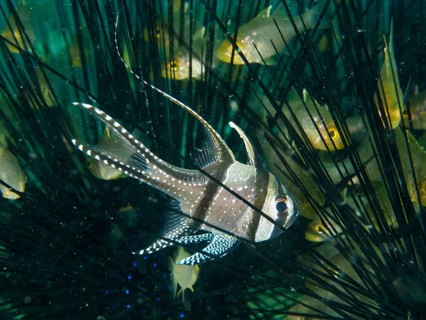 Tropical cardinalfish, Banggai cardinalfish (Pterapogon kauderni), seeks shelter in the spines of a
