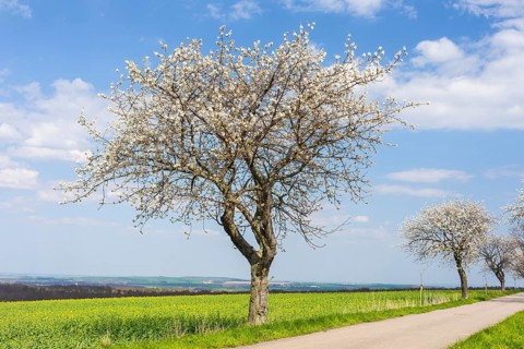 Cherry tree (prunus) in blossom next to an almost flowering rape field (brassica napus), Collm,
