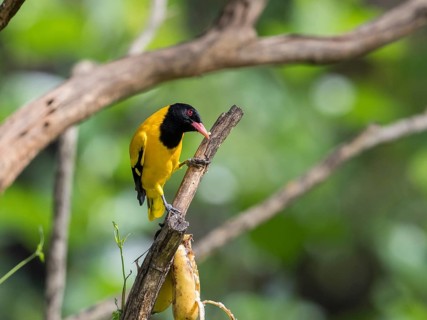 Black-headed oriole (Eurasian Golden Oriole xanthornus), Kaeng Krachan National Park, Thailand,