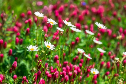 Flowering meadow with daisies (Leucanthemum) and incarnate clover (Trifolium incarnatum) in bloom,