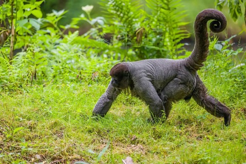 A common woolly monkey, brown woolly monkey, or Humboldt's woolly monkey (Lagothrix lagothricha)