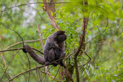 A common woolly monkey, brown woolly monkey, or Humboldt's woolly monkey (Lagothrix lagothricha)