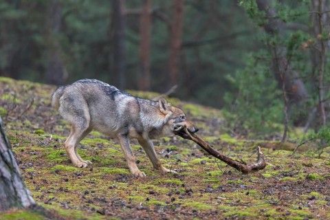 One young male eurasian gray wolf (Canis lupus lupus) running thru a forest with rocks and heather.