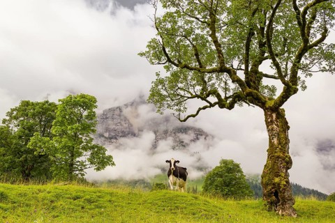 A cow stands under a Sycamore maple tree, Acer pseudoplatanus, in summertime. Mountains in the