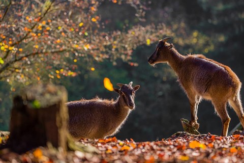 Two female Himalayan tahr (Hemitragus jemlahicus) are backlit in a forest. In the background is a