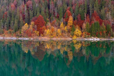 Fall foliage with refection in the lake. Early morning at the Sylvenstein reservoir, Reservoir in