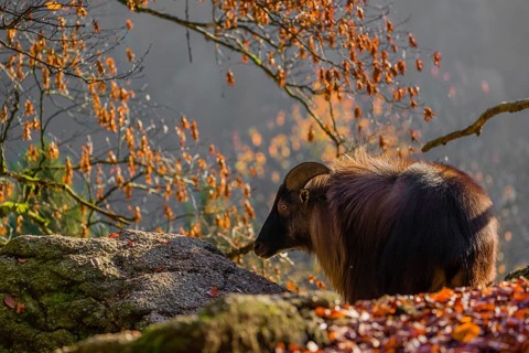 A male Himalayan Tahr (Hemitragus jemlahicus) stands backlit and partially hidden behind a rock