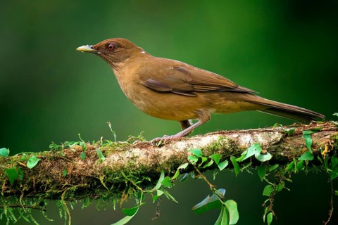 Clay-colored Thrush (Turdus grayi), Costa Rica, Central America