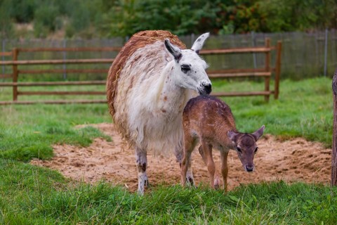 A female Llama (Lama guama) and a Red deer calf (Cervus elaphus) being friends