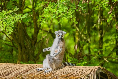 A ring-tailed lemur (Lemur catta) sits on a palm frond roof and enjoys the sunshine
