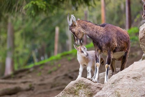 Motherly care. A female bezoar ibex (Capra aegagrus aegagrus) stands together with her goatling on