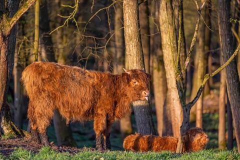 A Highland calf (Bos primigenius taurus) stands at a forest edge, a second one is resting on the