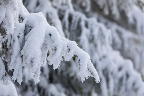 The crystals of hoarfrost look like lace on the snow-covered fir branches, winter landscape on the