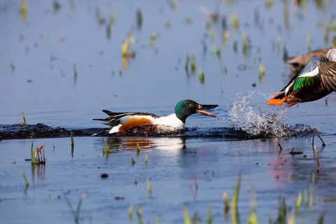 Northern Shoveler (Anas clypeata), male duck chasing another male duck away, on a lake, island of