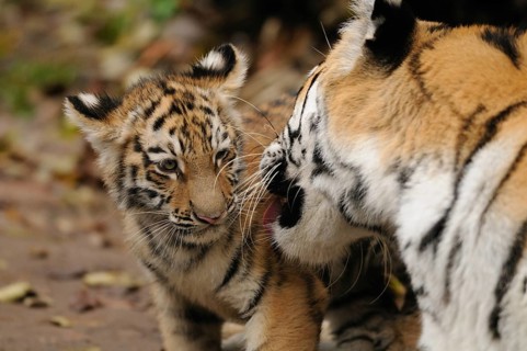 A tiger cub interacts playfully with an adult tiger, affection shows, Siberian tiger (Panthera