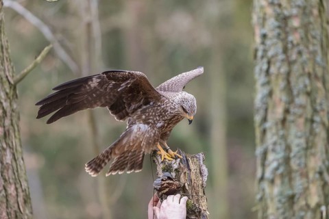 One black kite (Milvus migrans) sitting with spreaded wings on a dead birch tree in a forest
