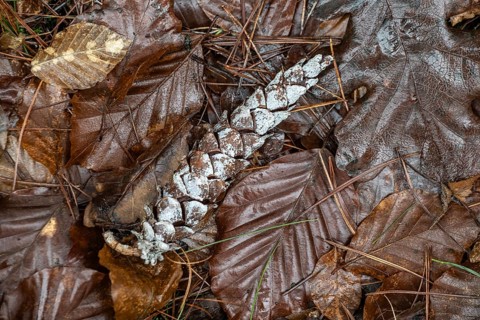 Resinised Douglas fir cone (Pseudotsuga menziesii) in fallen leaves, Emsland, Lower Saxony,