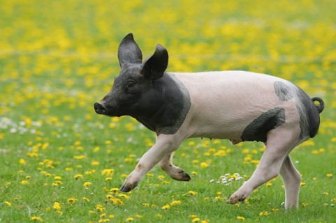 A black and white pig runs across a meadow with yellow flowers and green grass,